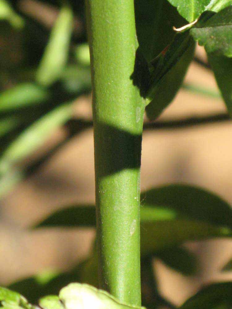            First year twig (Riverside, CA)   